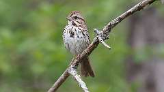 12: Song Sparrow 0C3_1294