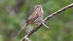 10: Song Sparrow 0C3_1297