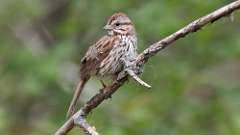 11: Song Sparrow 0C3_1306