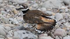 6: killdeer 0C3_1372