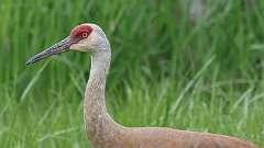 1: sandhill cranes 0C3_0563