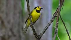 1: Hooded Warbler 0C3_0578