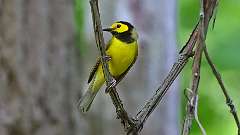 2: Hooded Warbler 0C3_0583