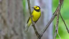 3: Hooded Warbler 0C3_0585