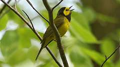 4: Hooded Warbler 0C3_0603