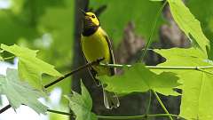 5: Hooded Warbler 0C3_0626