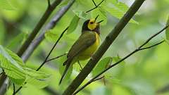 6: Hooded Warbler 0C3_0763