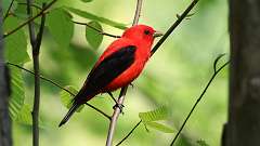 17: Scarlet Tanager 0C3_0683