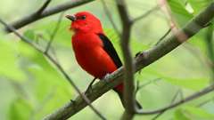 18: Scarlet Tanager 0C3_0711