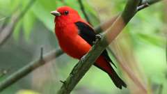 19: Scarlet Tanager 0C3_0715