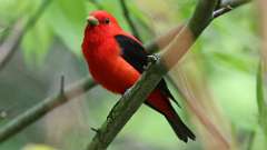 20: Scarlet Tanager 0C3_0716