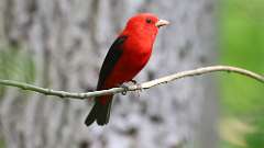 21: Scarlet Tanager 0C3_0736