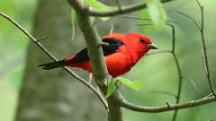 22: Scarlet Tanager 0C3_0744