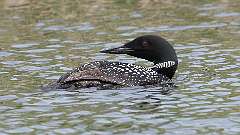 10: loon 0C3_0348