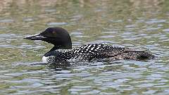 11: loon 0C3_0363