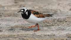 14: Ruddy Turnstone 0C3_0884