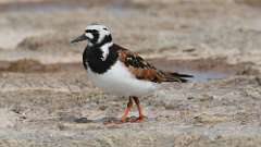 15: Ruddy Turnstone 0C3_0890