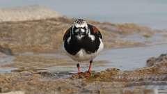 16: Ruddy Turnstone 0C3_0980