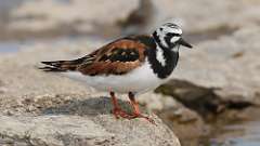 17: Ruddy Turnstone 0C3_1015