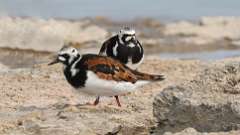 18: Ruddy Turnstones 0C3_0832