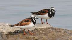 19: Ruddy Turnstones 0C3_0916