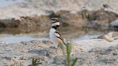 1: baby killdeer 0C3_1481