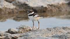 2: baby killdeer 0C3_1496