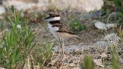 3: baby killdeer 0C3_1505