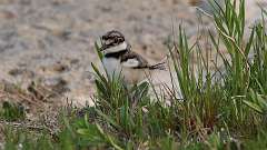 4: baby killdeer 0C3_1506