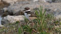 5: baby killdeer 0C3_1515