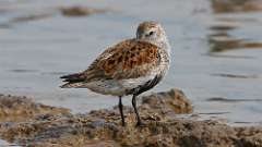 6: dunlin 0C3_0630