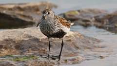 7: dunlin 0C3_0732