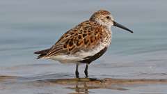 8: dunlin 0C3_0935