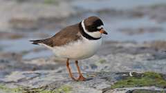 11: plover 0C3_1856