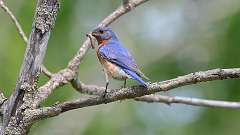 7: eastern blue bird 0C3_0227