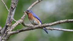 5: eastern blue bird 0C3_0231