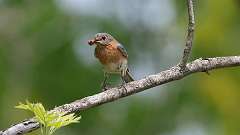 2: eastern blue bird 0C3_0249