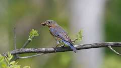 4: eastern blue bird 0C3_0315