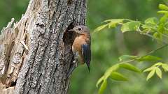 3: eastern blue bird 0C3_0363