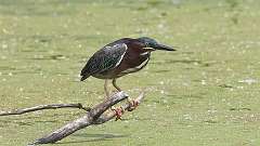 9: green heron 0C3_0150