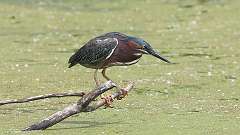 10: green heron 0C3_0153