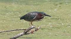 11: green heron 0C3_0168