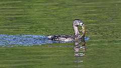 3: Pied-billed Grebe 0C3_0043