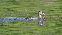 4: Pied-billed Grebe 0C3_0057