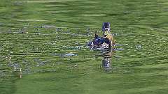 5: Pied-billed Grebe 0C3_0069