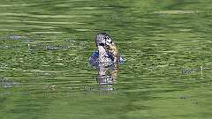 6: Pied-billed Grebe 0C3_0075