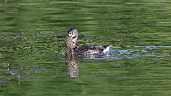 7: Pied-billed Grebe 0C3_0088