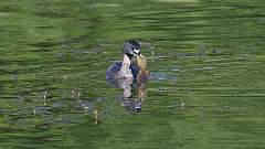 8: Pied-billed Grebe 0C3_0091