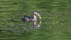 9: Pied-billed Grebe 0C3_0094