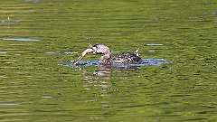 10: Pied-billed Grebe 0C3_0144